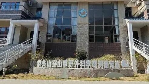 中华穿山甲带崽出门被拍到多次！网友：这画面太有爱了