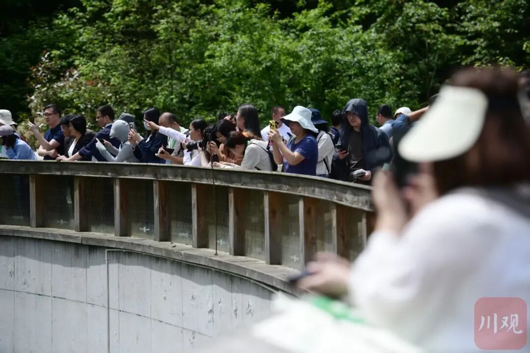 四川一个县住着181只野生大熊猫，全县81.7%是它们的地盘