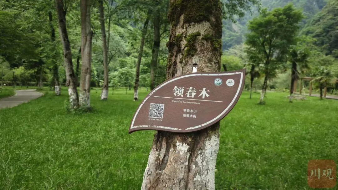 四川一个县住着181只野生大熊猫，全县81.7%是它们的地盘