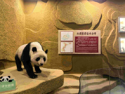 野外大熊猫的数量是怎么数出来的？
