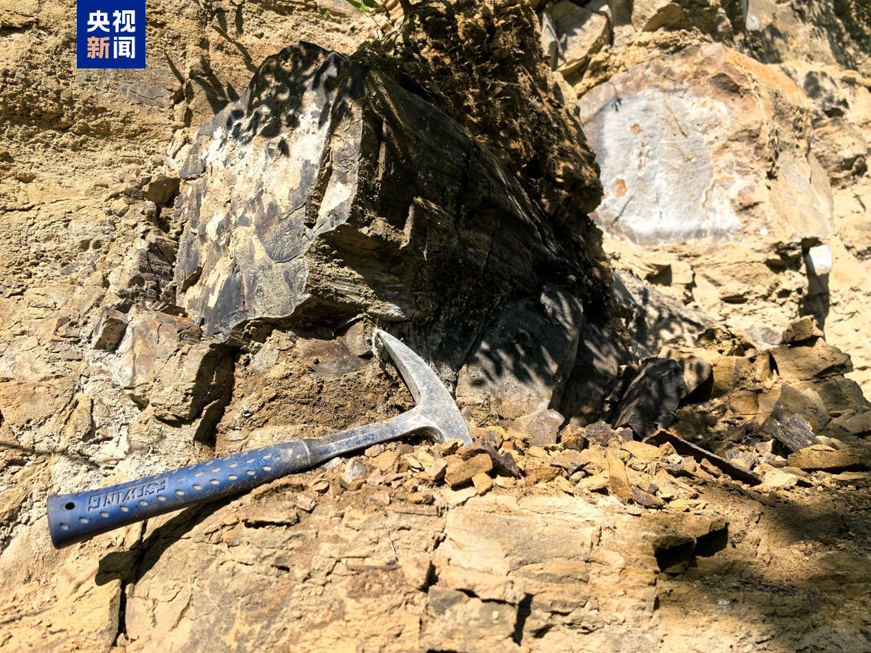 山西阳泉发现约2.95亿年前木化石