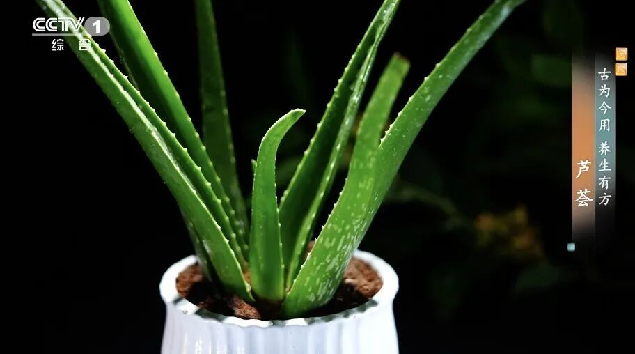 它被称为“天然青霉素”!夏天常用,抑菌消炎、美容抗衰老、通便,但吃不对有危险! 它被称为“天然青霉素”!夏天常用,抑菌消炎、美容抗衰老、通便,但吃不对有危险!