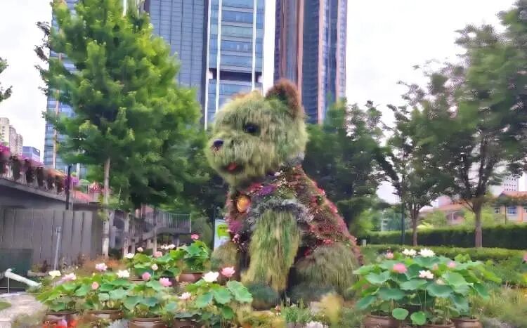 萌翻上海的“潦草小狗”下周换装迎夏！更耐热，与荷花相伴组成新景观