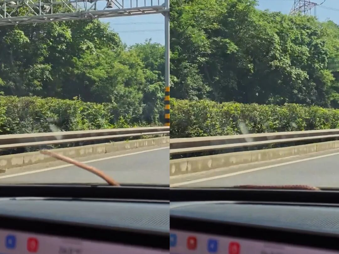女子高速开车，挡风玻璃外突现一条蛇：人都要吓晕了！在重庆一服务区紧急停车求救