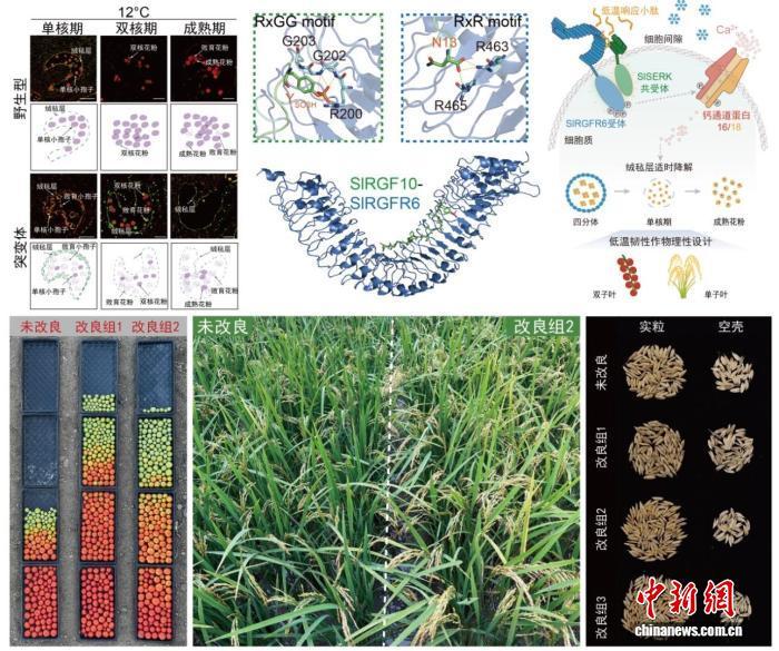 中国科学家发现作物“侠义”基因 花期“按需抗冷”护航粮食安全