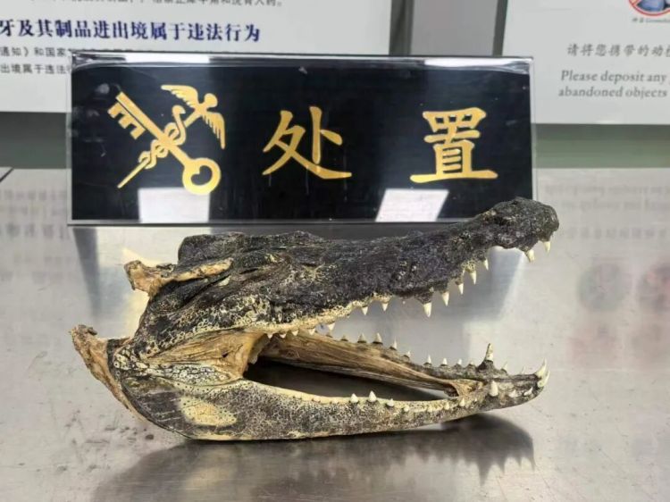 昆明海关所属勐腊海关查获濒危动物制品鳄鱼头1个