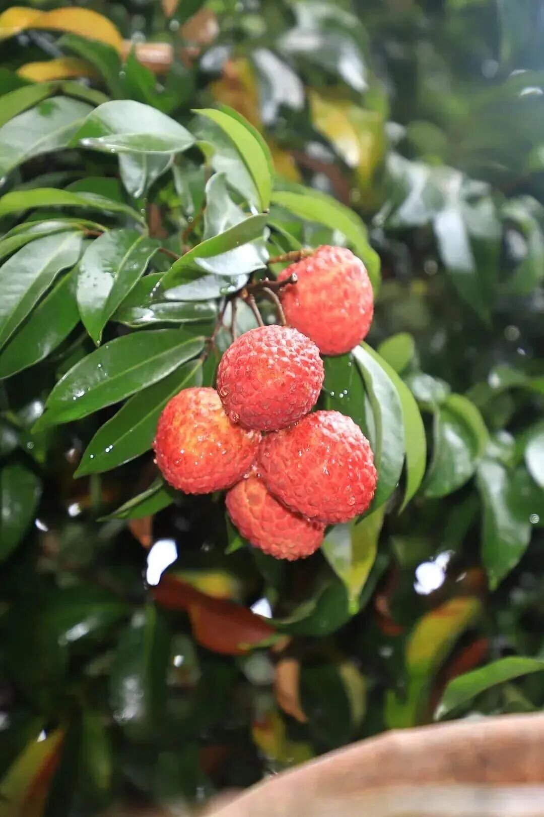 今年首次挂果，是荔枝却有龙眼味