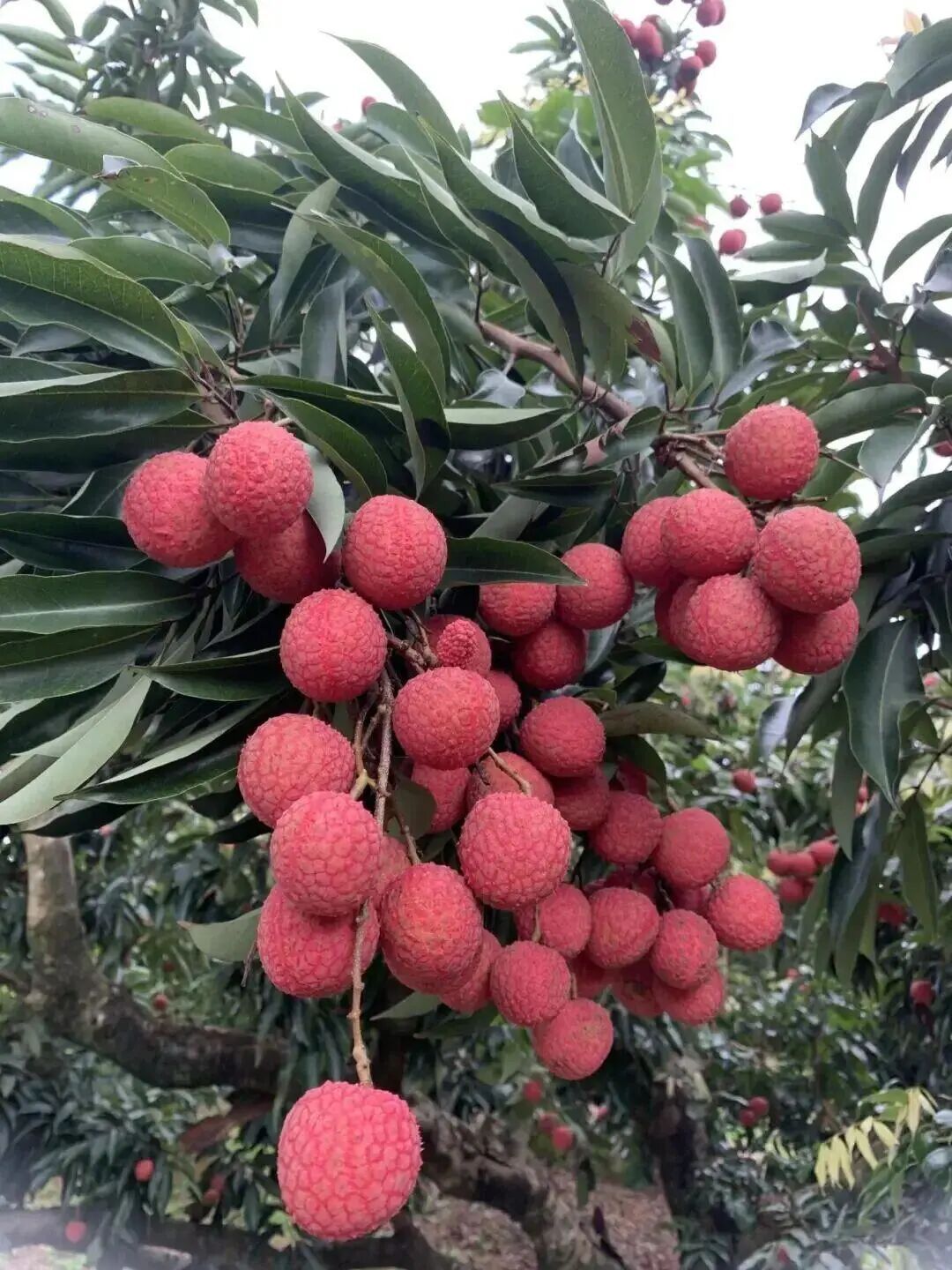 今年首次挂果，是荔枝却有龙眼味