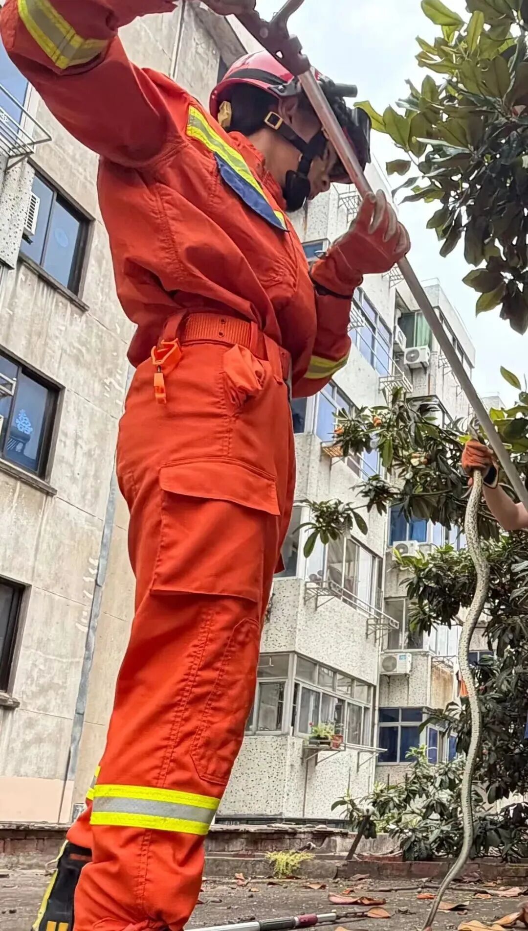 镇江一小区，惊现大蛇！