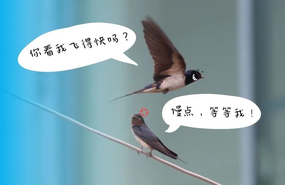 上海一商场惊现久违的小动物！众人抬头围观：像城市的一个逗号！