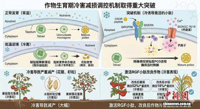 中国科学家发现作物“侠义”基因 花期“按需抗冷”护航粮食安全