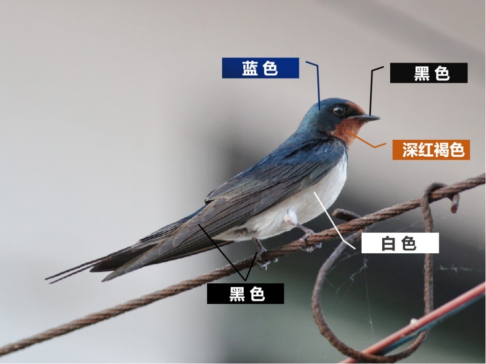 上海一商场惊现久违的小动物！众人抬头围观：像城市的一个逗号！