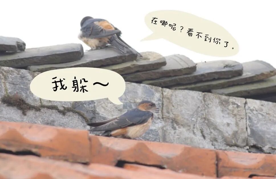 上海一商场惊现久违的小动物！众人抬头围观：像城市的一个逗号！