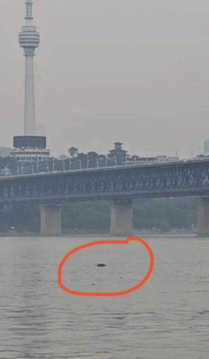 武汉长江大桥下出现惊喜一幕，“一群江豚，大约持续10分钟”，海事人员：首次亲眼目睹