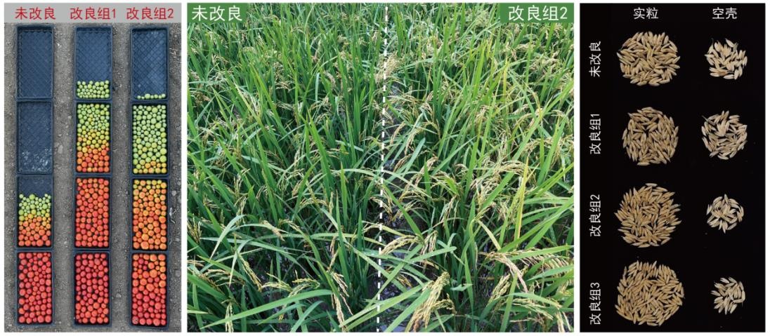 我国科研团队攻克作物花期冷害难题 可挽回低温减产损失