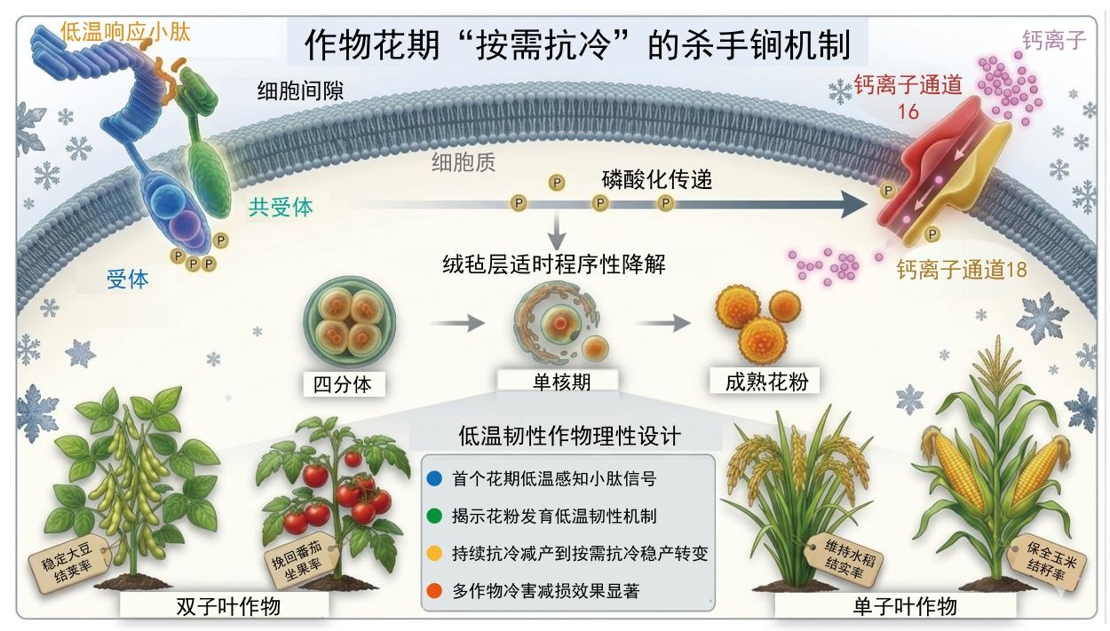 我国科研团队攻克作物花期冷害难题 可挽回低温减产损失
