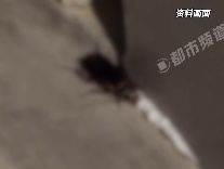 9个月宝宝手抓蟑螂并吃掉！妈妈只抠出一条虫腿，隔天又拉又吐，排泄物中发现残体...