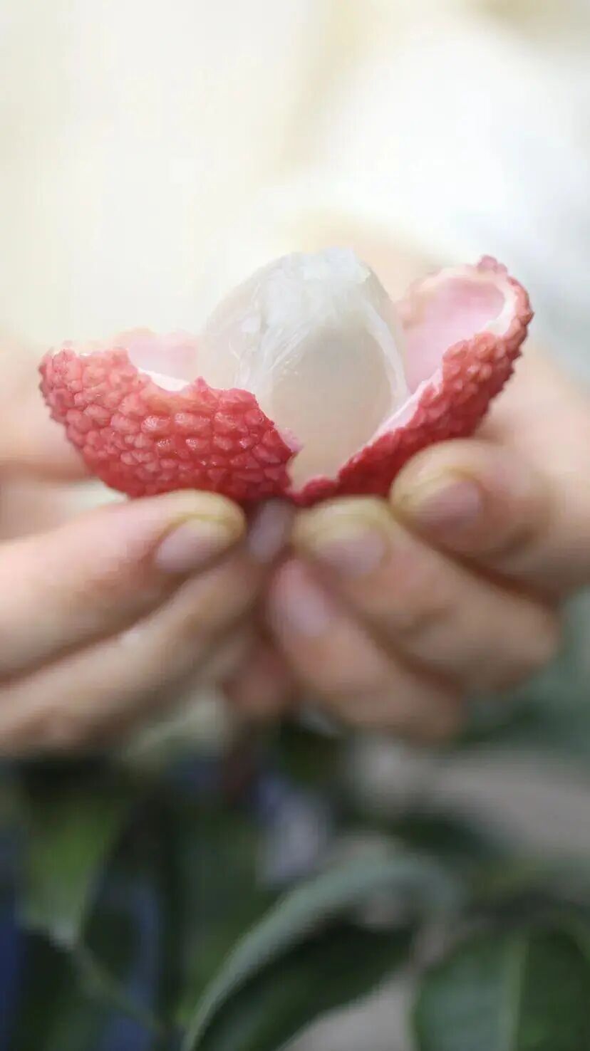 今年首次挂果，是荔枝却有龙眼味