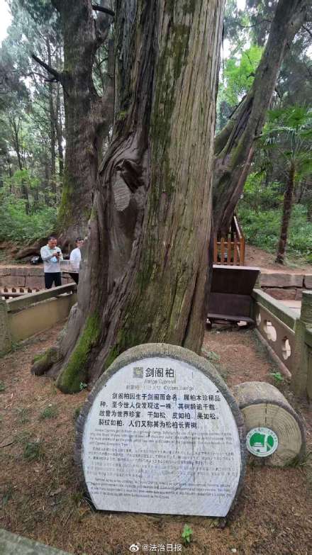 像爱护大熊猫一样爱护古柏