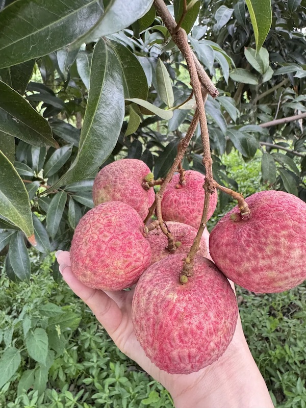 今年首次挂果，是荔枝却有龙眼味