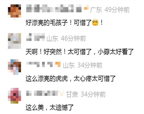 网红白虎“小孬”伤重不治死亡，青岛动物园致歉→