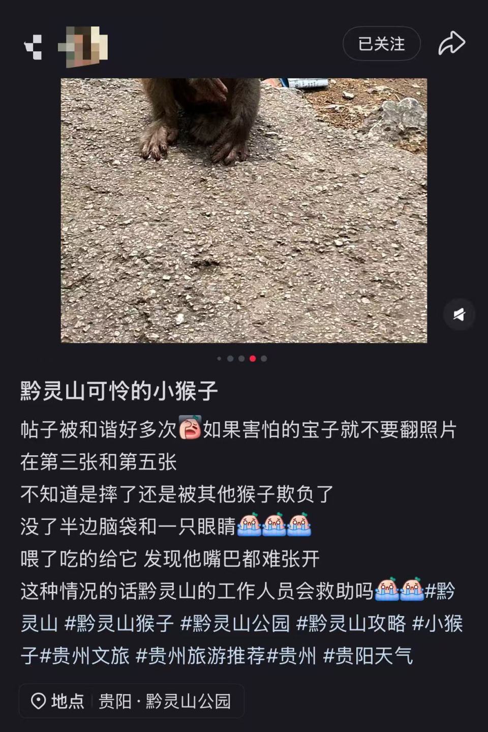 贵阳黔灵山一猴子脸部受伤严重引网友关注，当地：在寻找，初步判定种族间打架造成