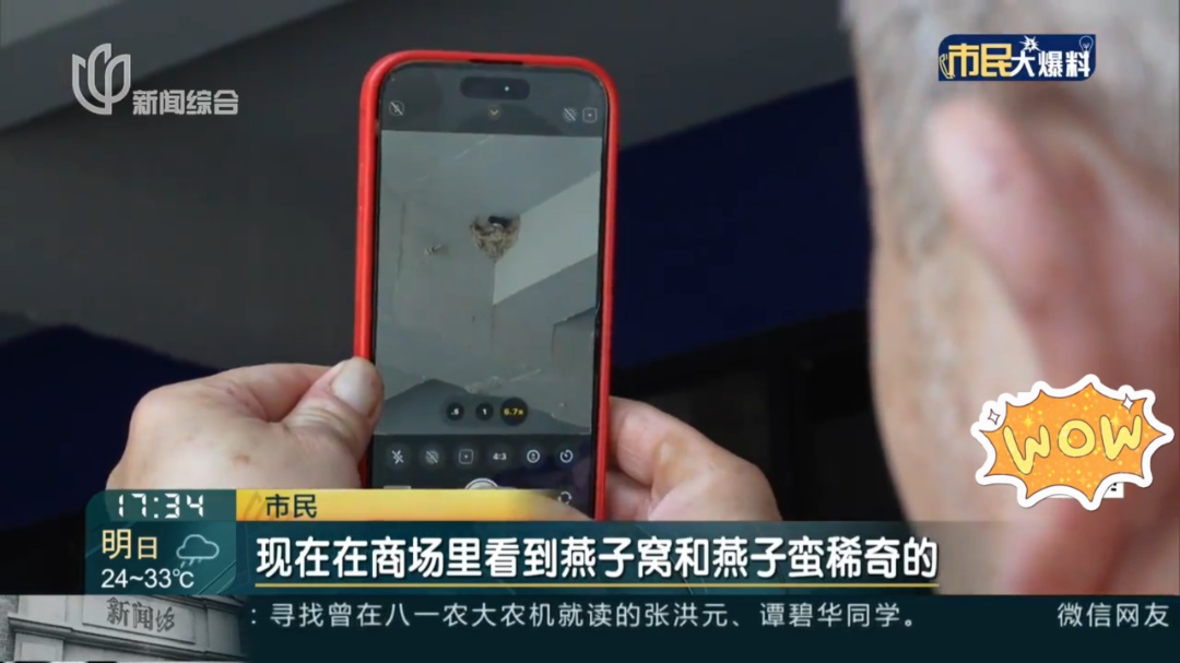 上海一商场惊现久违的小动物！众人抬头围观：像城市的一个逗号！