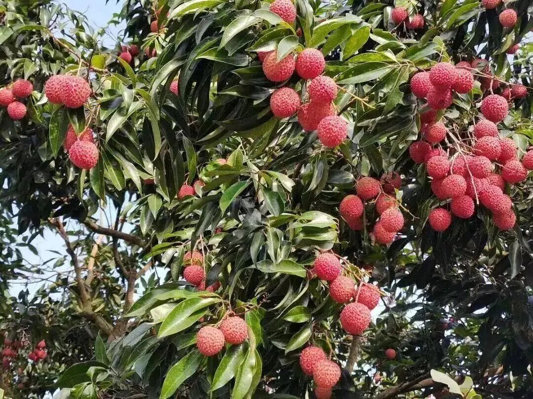今年首次挂果，是荔枝却有龙眼味