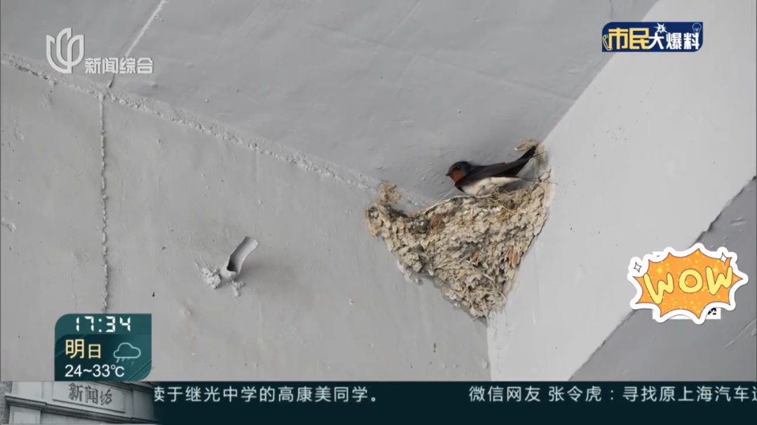 上海一商场惊现久违的小动物！众人抬头围观：像城市的一个逗号！