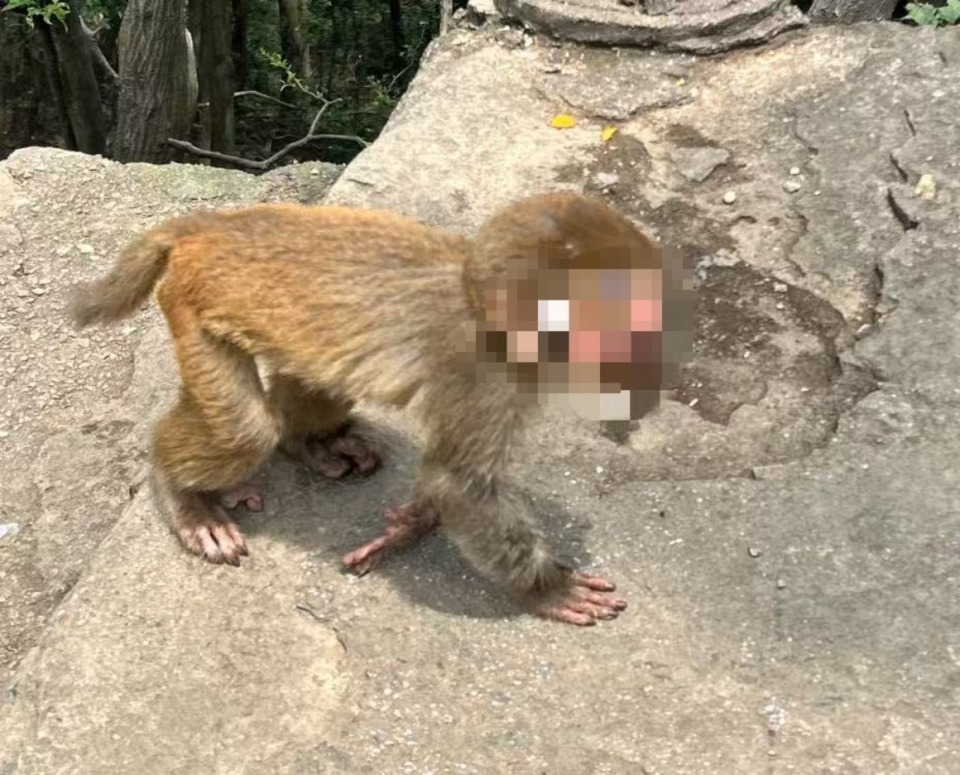贵阳黔灵山一猴子脸部受伤严重引网友关注，当地：在寻找，初步判定种族间打架造成