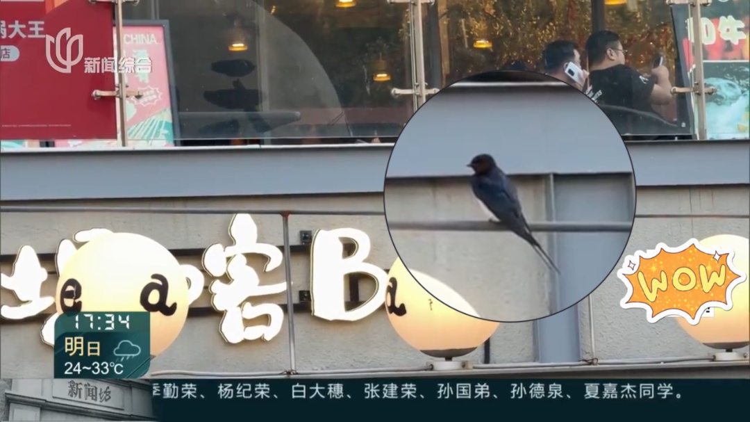 上海一商场惊现久违的小动物！众人抬头围观：像城市的一个逗号！