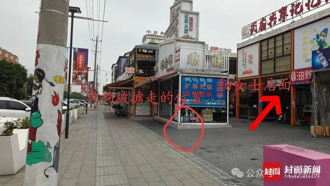 柴犬凌晨等主人下班，被男子用弩射中掳走！警方消息