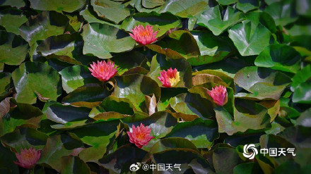 好运连连！北京圆明园双色睡莲盛开