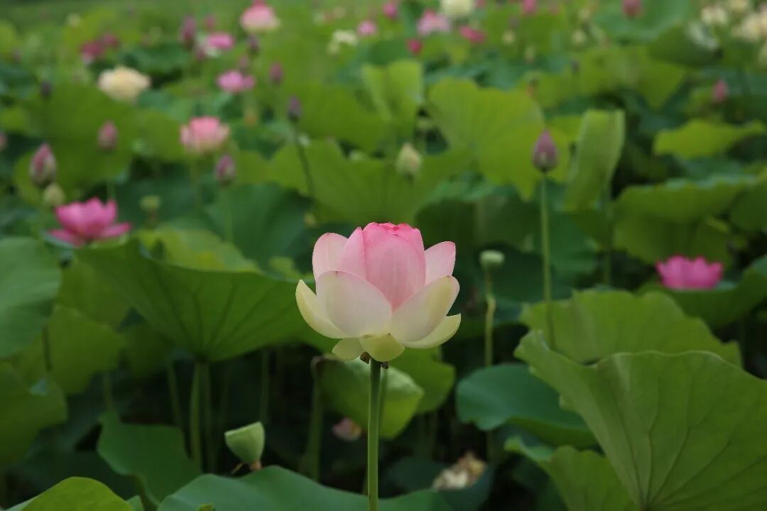 7号台风即将生成！宁波接下来天气……
