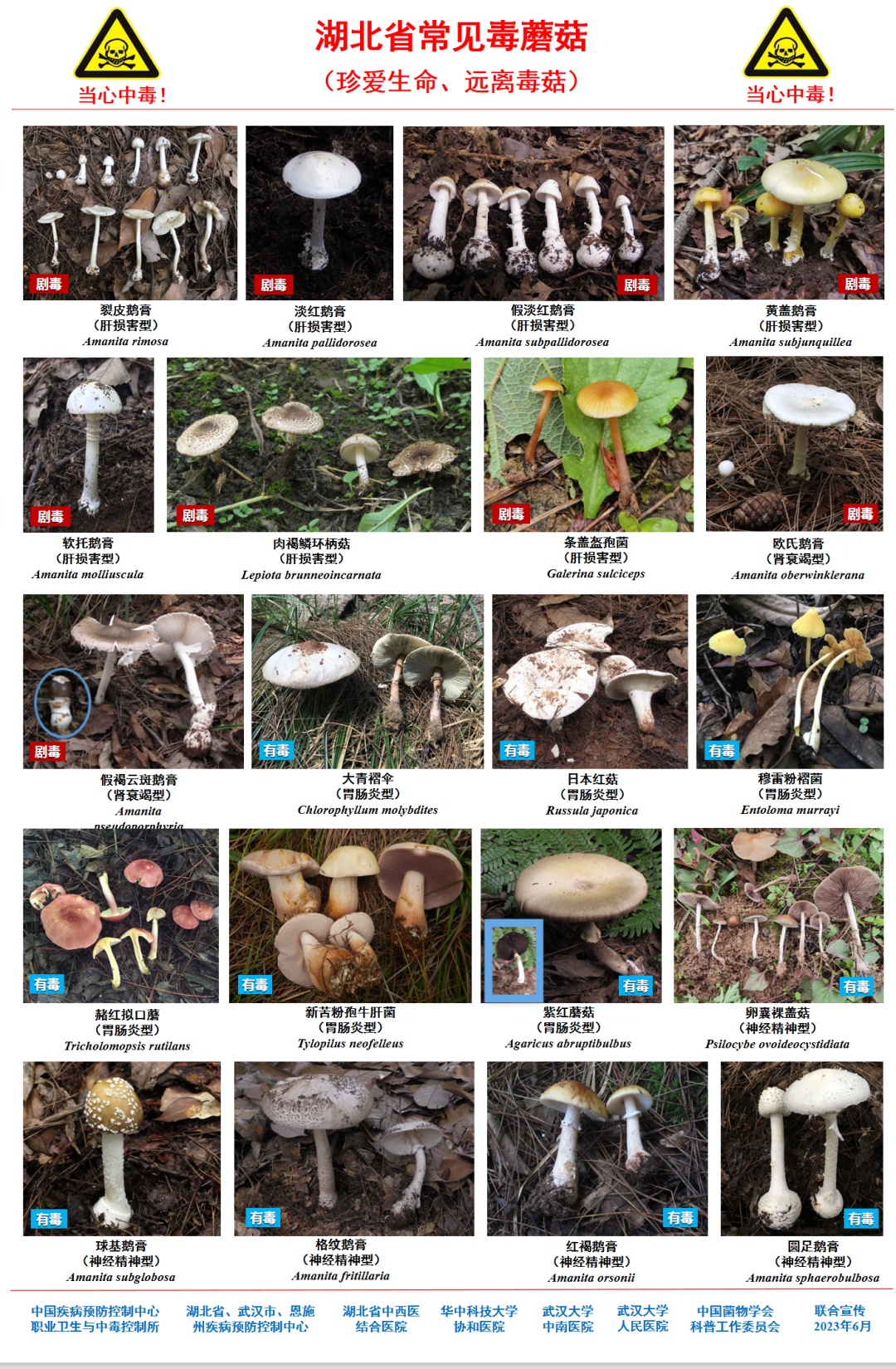 武汉已出现“头号毒王”，一朵可能致命，误食风险高！