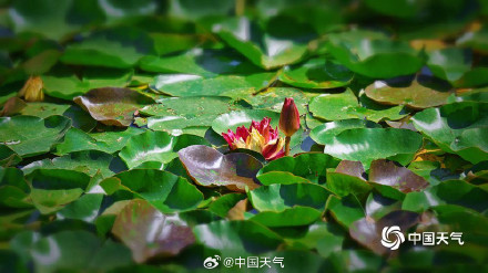好运连连！北京圆明园双色睡莲盛开