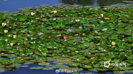 好运连连！北京圆明园双色睡莲盛开
