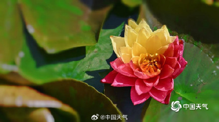 好运连连！北京圆明园双色睡莲盛开