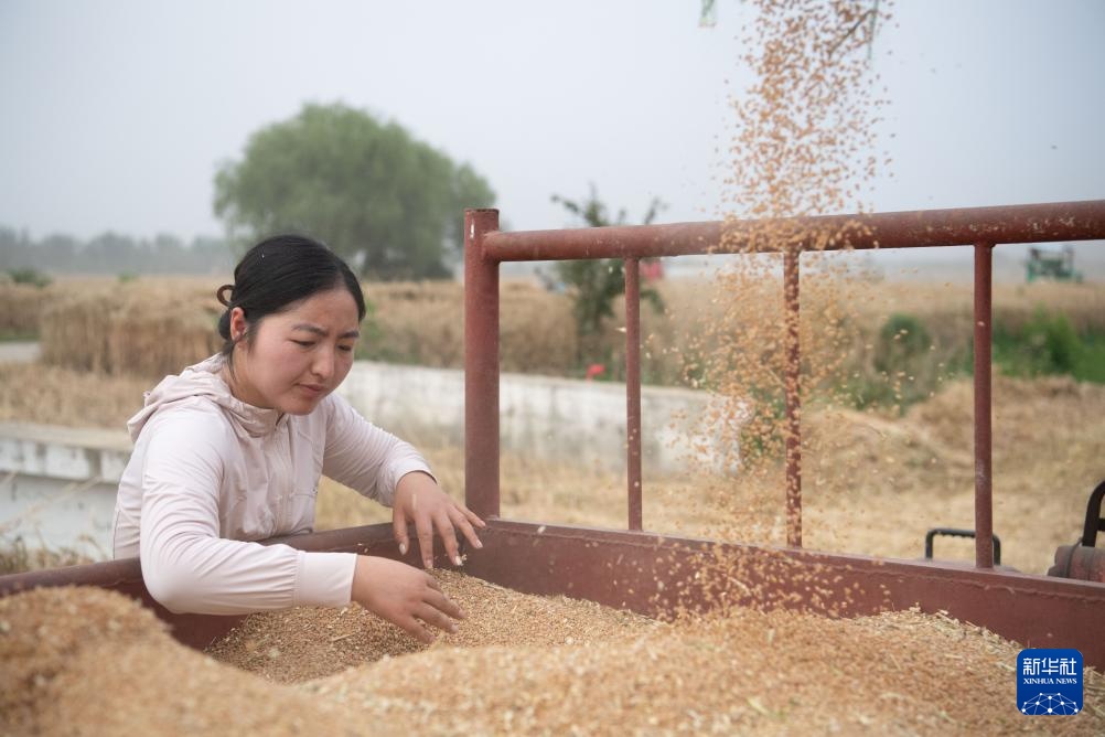 奔忙在金色田野上的夫妻麦客