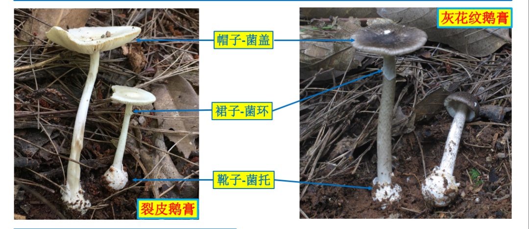 武汉已出现“头号毒王”，一朵可能致命，误食风险高！