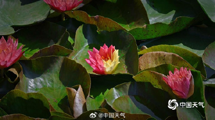 好运连连！北京圆明园双色睡莲盛开