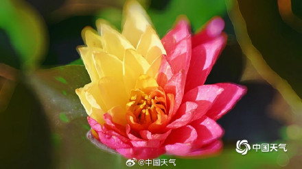 好运连连！北京圆明园双色睡莲盛开