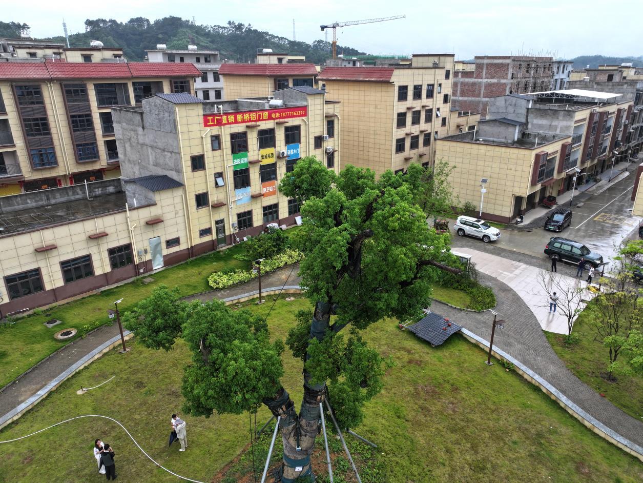 百年古树随迁安置新区
