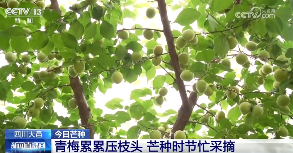 抢收、夏播、忙采摘……“芒种忙” 祈丰年 希望的田野一派好“丰”光