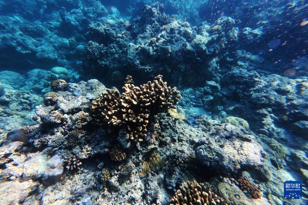 逐浪南海守蔚蓝