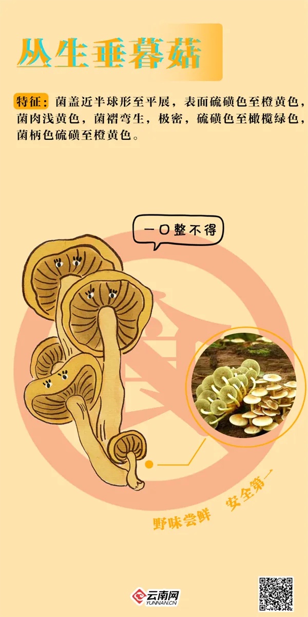 见小人、失忆、险坠楼！今夏多起菌中毒，医生也中招