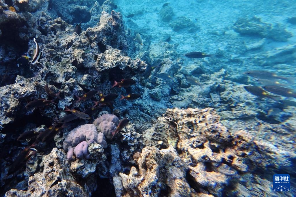 逐浪南海守蔚蓝
