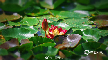 好运连连！北京圆明园双色睡莲盛开