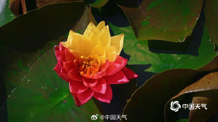 好运连连！北京圆明园双色睡莲盛开