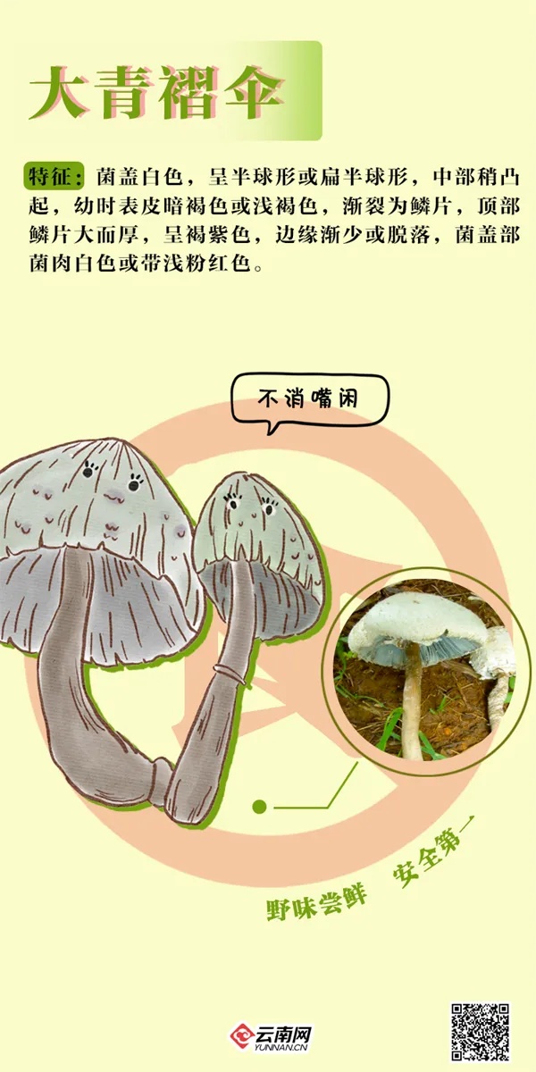 见小人、失忆、险坠楼！今夏多起菌中毒，医生也中招